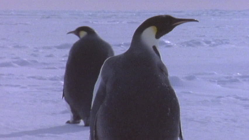 Emperor penguins