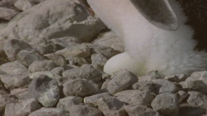 AdÃ©lie Penguins