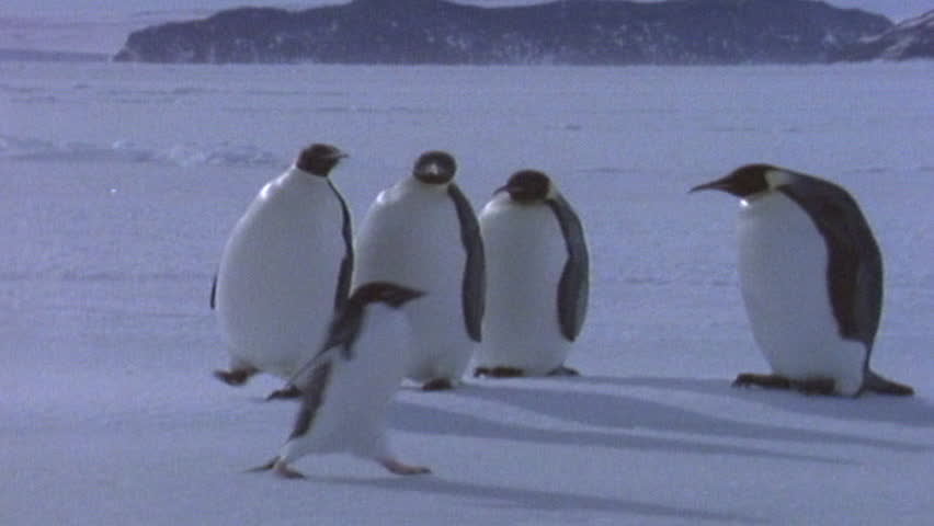 Emperor penguin Sequence