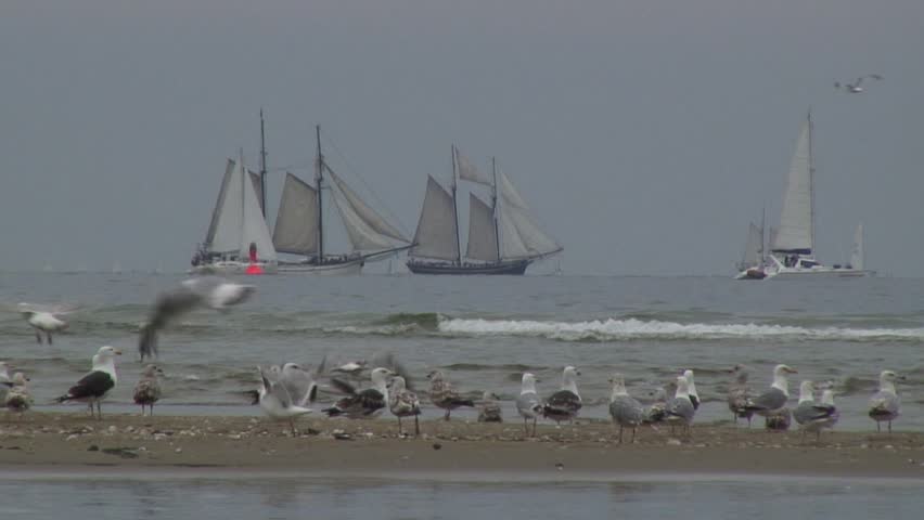 Seagulls on a sandbar