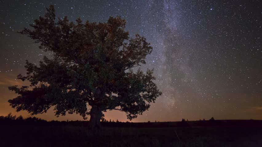 Lonely oak under starry sky