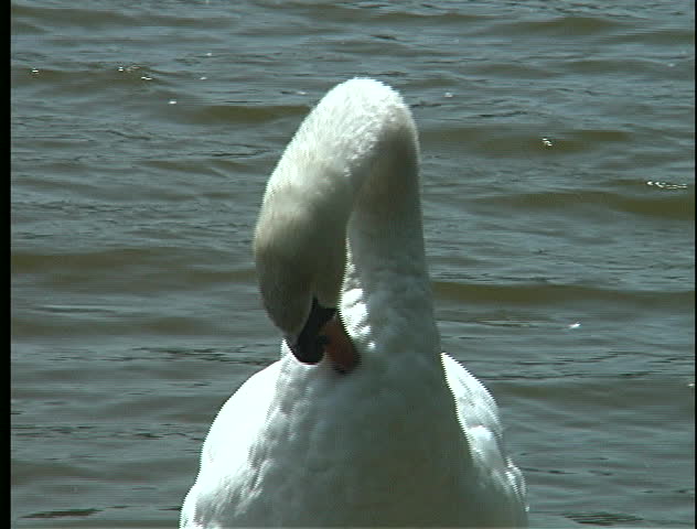 Swan preens feathers on Lost Lagoon in Vancouver, BC's Stanley Park