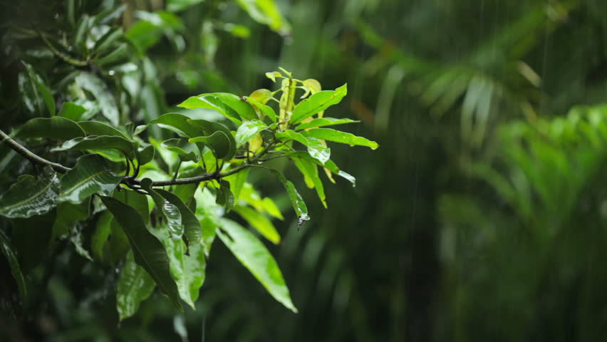 Tropical rain in the dense forest