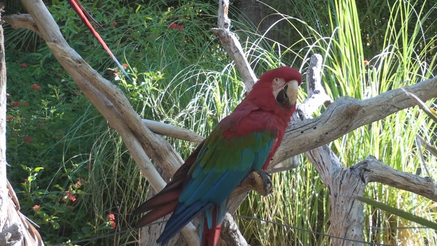 Scarlet Macaw in a zoo, Terra Natura, Benidorm, Spain