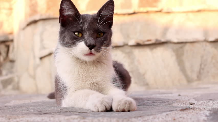 Cat. Cat that gape.