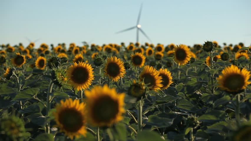 Sunflower Field in Summer, Wind Energy, Power Turbine, Renewable, Sustainable