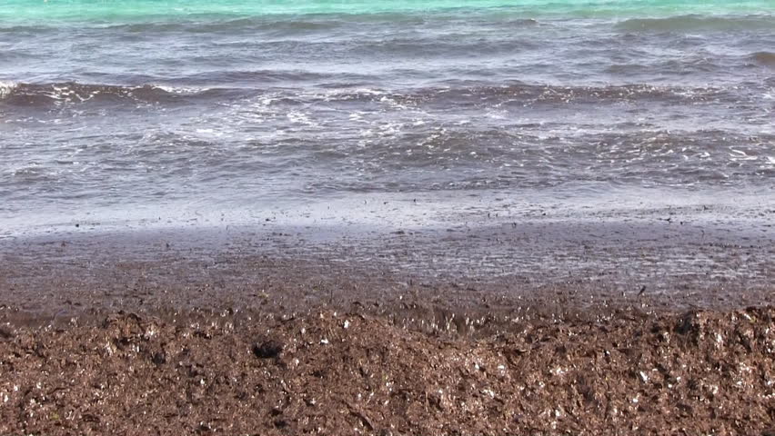 Spain - algae on the beach