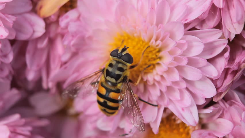 Macro, Beautiful Bumble-Bee Pollinating Wonderful Flower in Summer