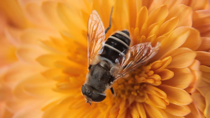 Macro, Beautiful Bumble-Bee Pollinating Wonderful Flower in Summer