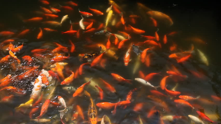 Brocaded Carp, Koi Fish Feeding in a Pond, Nishikigoi, Ornamental Varieties