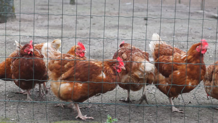 Brown chicken behind a fence on a small dutch farm