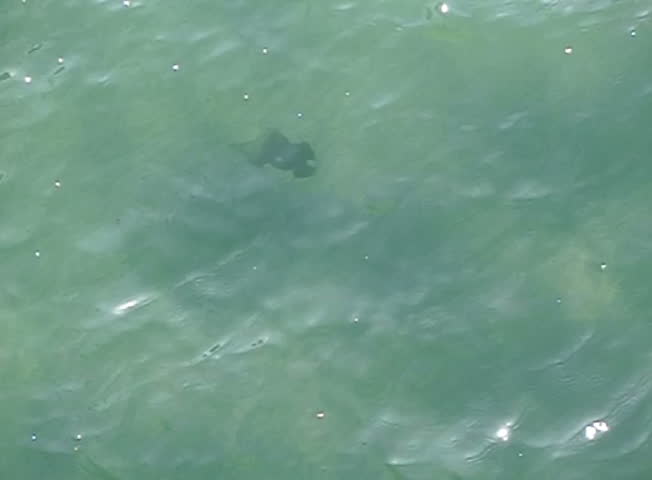 Stingray in Ocean 03 Slow Motion 240fps California