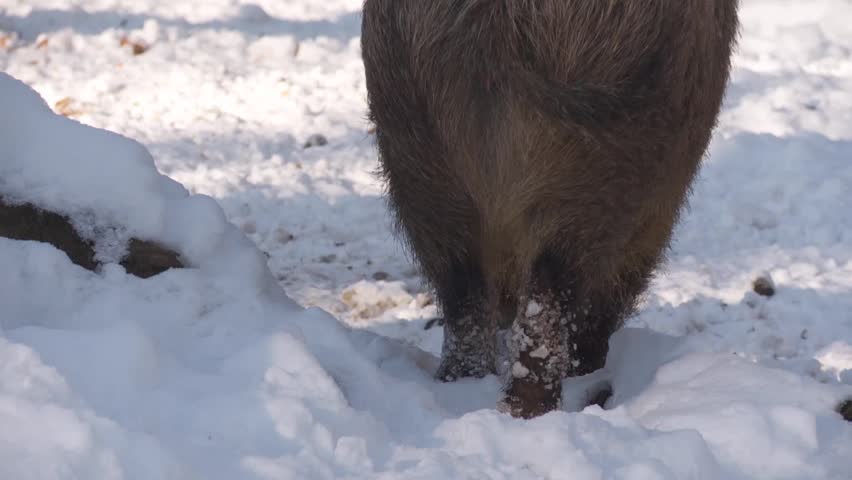 wild boar