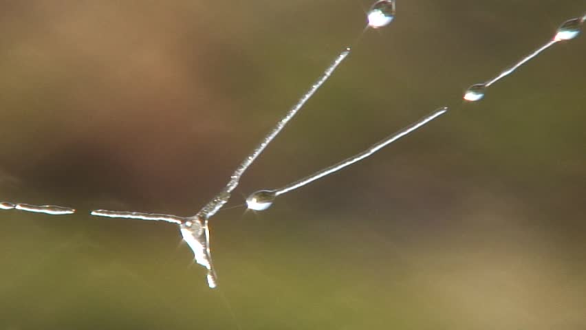 Cobweb