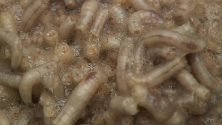 Maggots