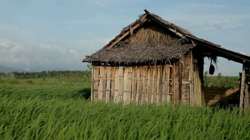 wooden shack in a rice field