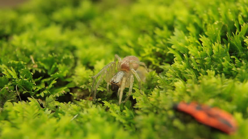 Macro Dangerous Spider on the grass, Close-Up, Araneae, Arthropods, Venom