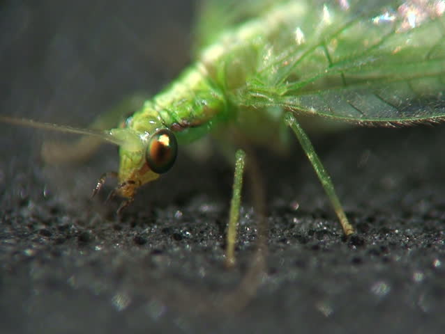 Lacewing. Close-up shot.