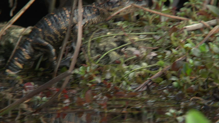 Alligator Hatchlings