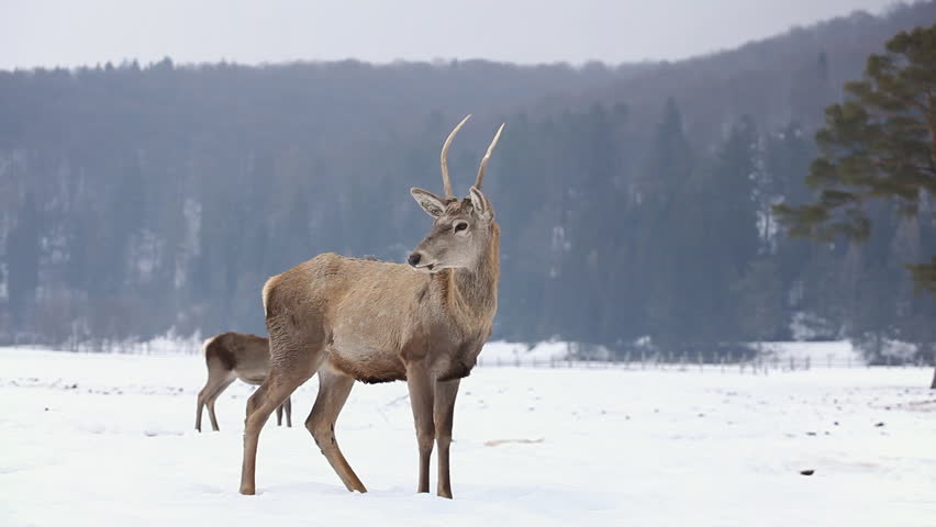 Beautiful Group of Deer in Wildlife, Winter Snow, Male and Female Red Deer