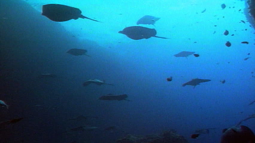 Short-tail stingrays