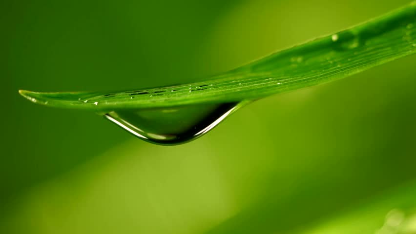 big water drop on grass