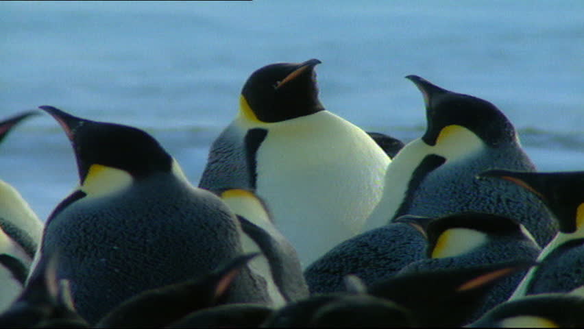 Emperor Penguins
