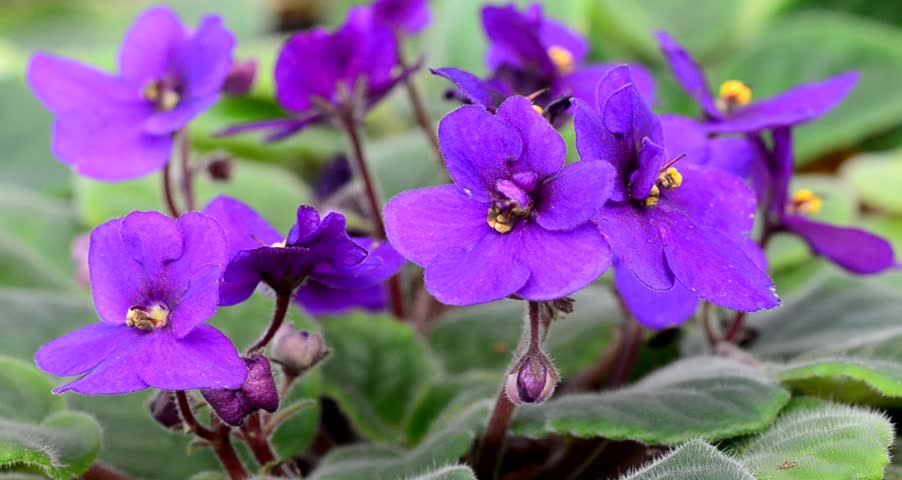 Header of African Violet