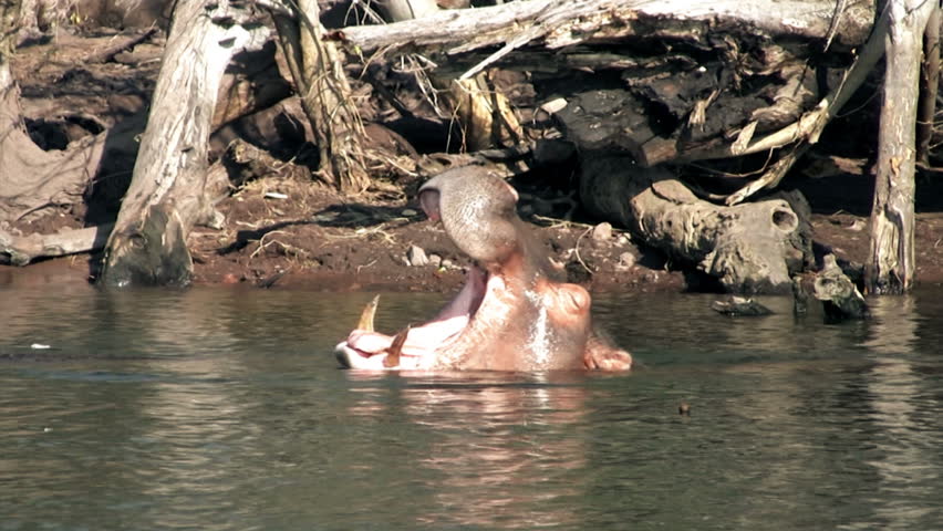 Hippopotamus yawning