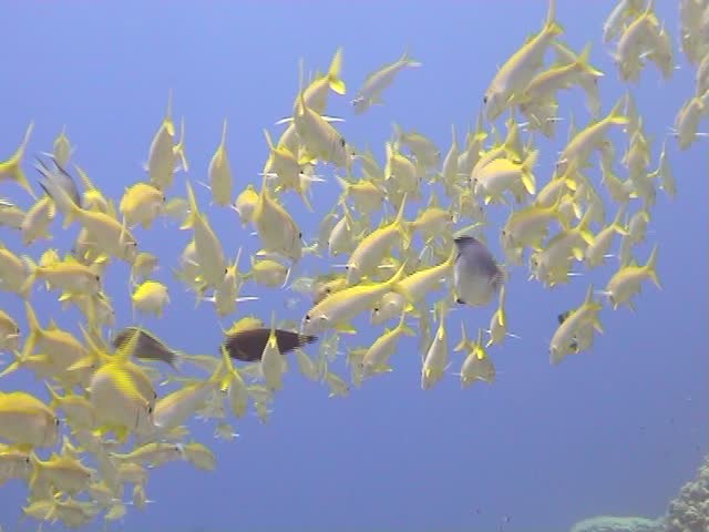 Colorful underwater tropical fish in the Red Sea
