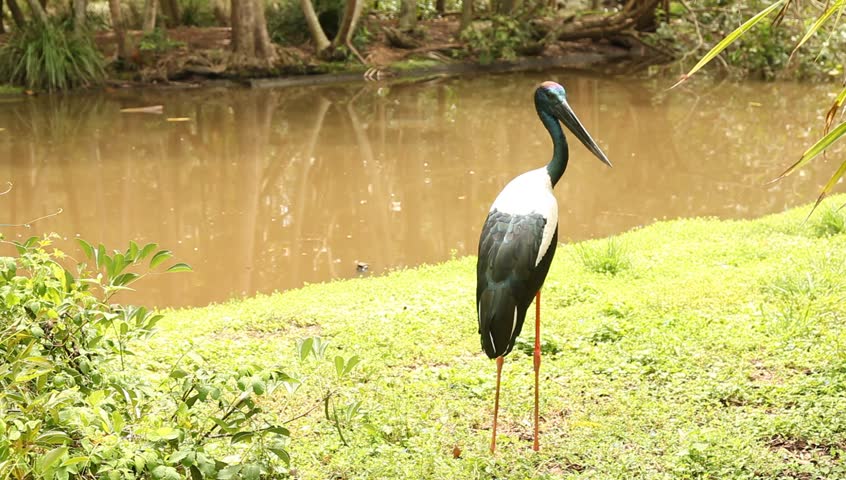 australian jabiru stalk or black necked stalk, standing beside a watering hole