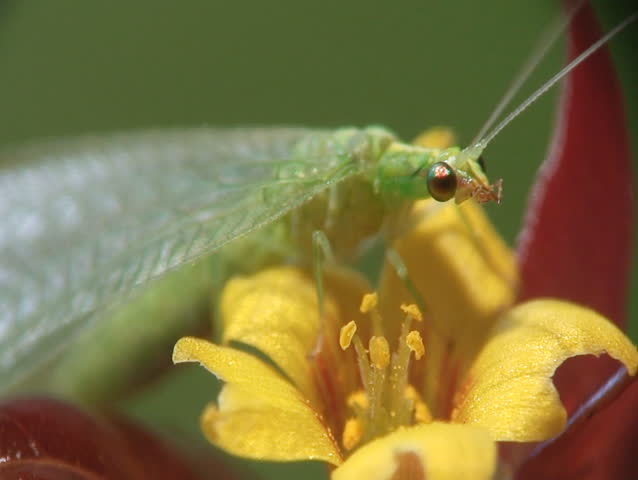 Lacewing and yellow flower close-up.
