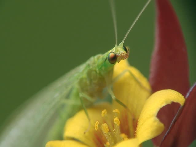 Lacewing and yellow flower close-up.