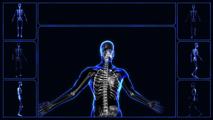 Human skeleton