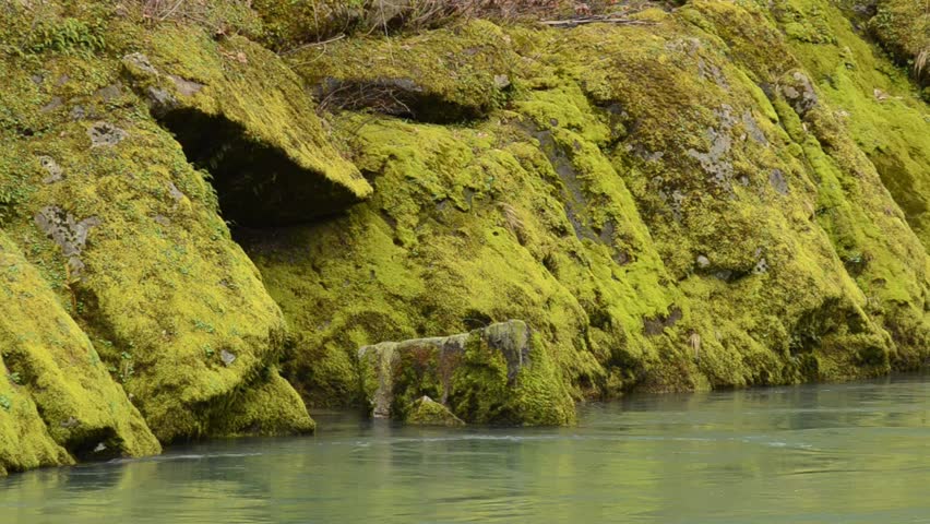 Large basalt rock covered with moss and lichen on the North Umpqua River just above Glide OR at a place called Rock Creek