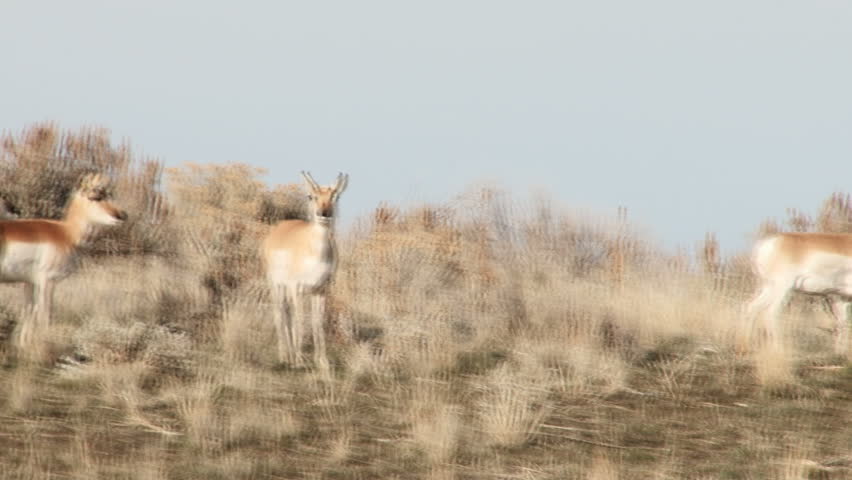 Pronghorn Antelope on a small hill
