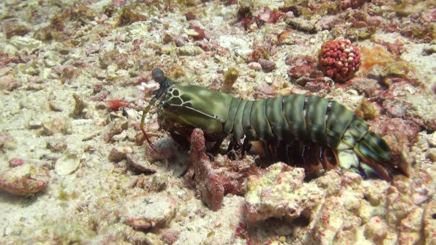 Mantis Shrimp Underwater, Clip 1 of 3