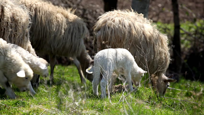 Herd Of Sheep and Lamb Grazing In A Field, A small Group eating grass, Spring