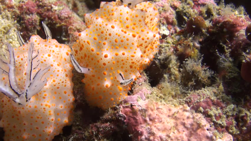 Rare shot of nudibranch mating, including penetration, Clip 5 of 5