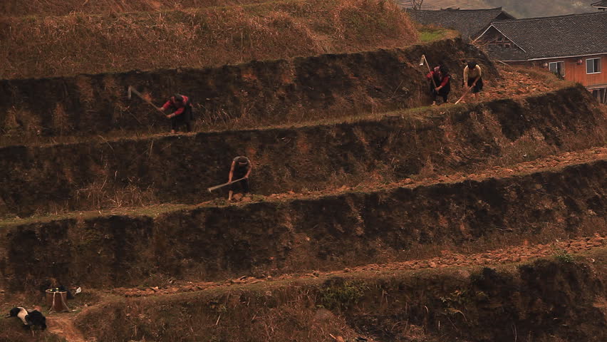 Peasants grow up rice. Longsheng terraces, China.