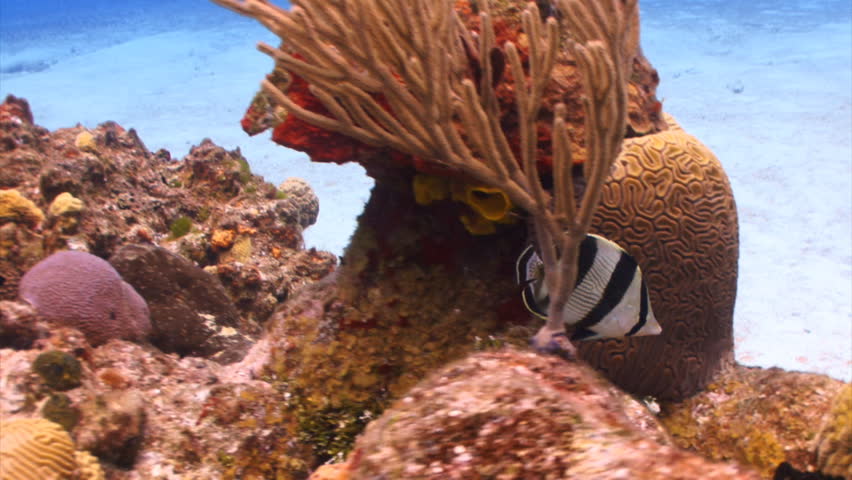 Underwater butterflyfish black and white swimming over Coral reef
