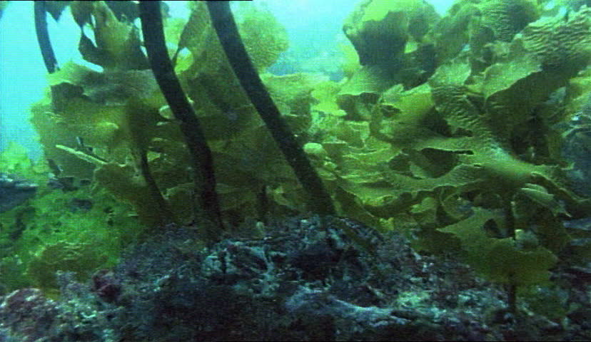 Floating seaweed