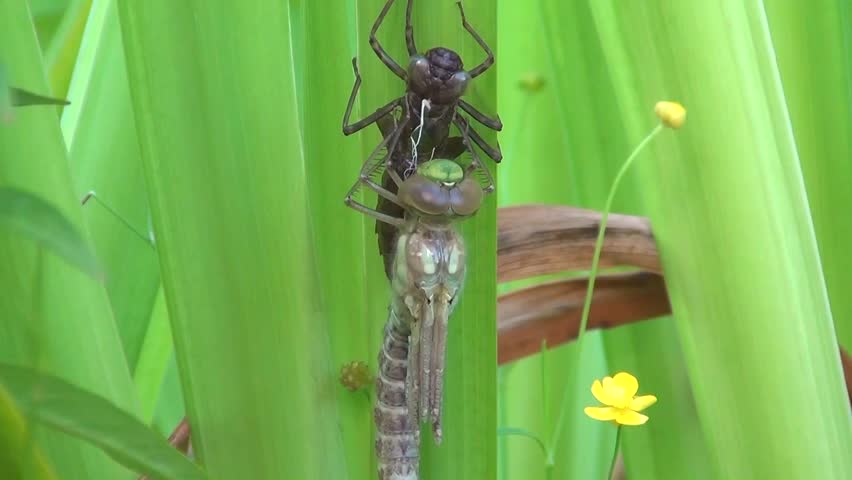 Aeshna (Aeshna cyanea)