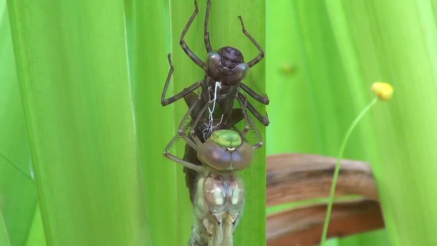 Aeshna (Aeshna cyanea)