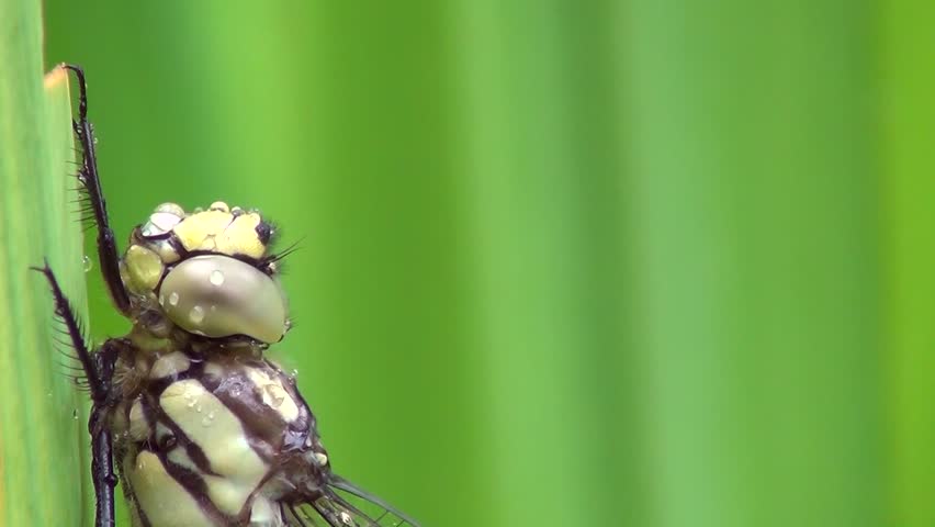 Aeshna (Aeshna cyanea)