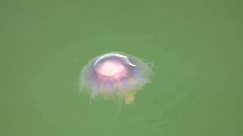 Jellyfish (Aurelia aurita)