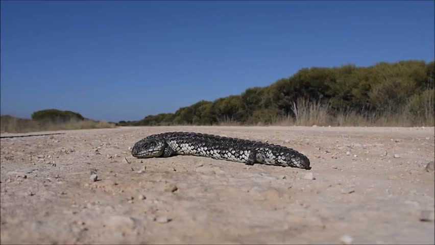 shingle back at a road in the Outback of Australia