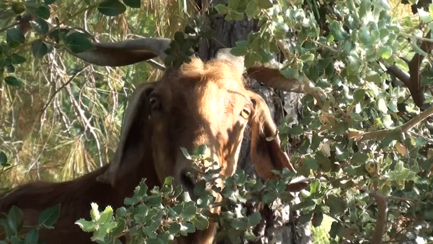 Head, eye of a goat at the bushes, close shot