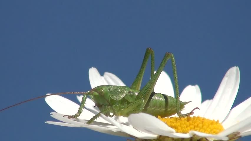 Grasshopper on flower 