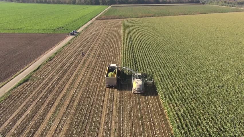 Aerial view of a farmer with a thresher , tractor and trailer harvesting maize or corn as a winter livestock feed and silage